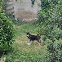 سگ هاسکی
