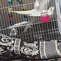 تخم نطفه دار عروس هلندی لوتینو