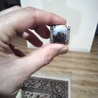 شجر فرشاد زنجان