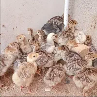 فروش جوجه یکماهه بوقلمون انگلیسی