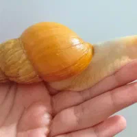 حلزون|خزنده|اسلامشهر, مسکن مهر اسلاشهر (شهرک امام خمینی)|دیوار