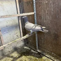 کاغذی نر زد و خوردی موقلف خطی