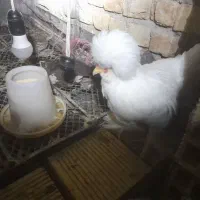 خروس سلطان عروس