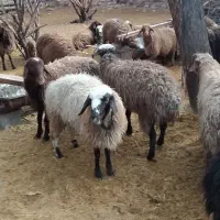 بره نروماده خرج خورده هم برا کشتار هم پروار ۳۷۰|حیوانات مزرعه|کاشان, فاز ۱ ناجی آباد|دیوار