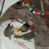 عروس هلندی مولد