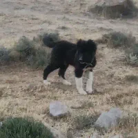 معاوضه کفترباسگ