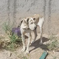 سگ گریت دین گریدین