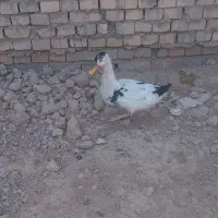 کوی مندلی