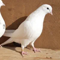 کبوترای پرشی قیمت تومتن نوشتم بخانید|پرنده|هشتگرد, شهرک اداری|دیوار