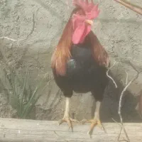 خروس بلداجی