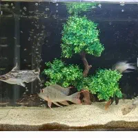 یه ماهی پرکسیموس دوتا کت چوبی و یه اژدر