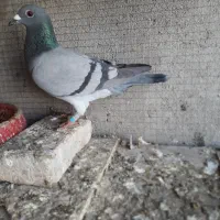 فروش پلاکی|پرنده|مسجد سلیمان, |دیوار