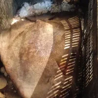 ماهی تازه هندیجان