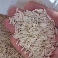 برنج ایرانی تک به قیمت عمده فوری