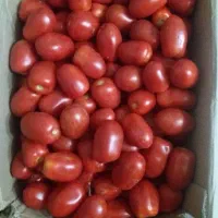 گوجه