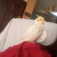 گمشده عروس هلندی لوتینو نر