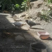 کفتر