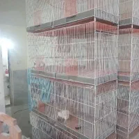 قفس جوجه پرونده دست