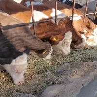 گوساله نر سیمینتال اصل  سالم