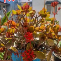 گلهای آپارتمانی چند ساله