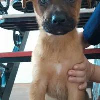 فروش ویژه توله سگ نر