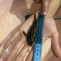 ماهی سیچیلاید ماکرو ،دالر ،پولی ،انواع کت فیش