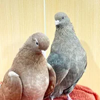 ۱۲عدد|پرنده|مهاباد (آذربایجان غربی), |دیوار