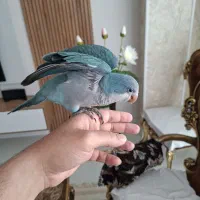 طوطی راهب سخنگو