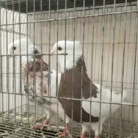 طوقی هفترنگ|پرنده|اصفهان, منتظرالمهدی|دیوار