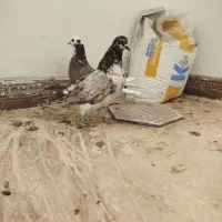 کبوتر کفتر پرنده|پرنده|مشگین شهر, |دیوار