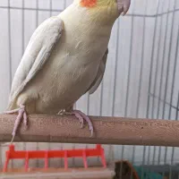 عروس هلندی ماده