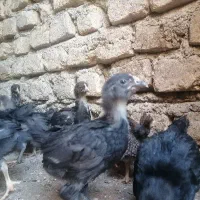 جوجه مرغ محلی ،مرندی، برهما واکسن خورده زیر قیمت