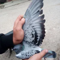 کفتر سرعتی پلاکی ماده|پرنده|گالیکش, |دیوار