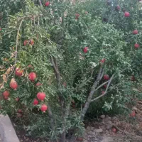 فروش   باغچه  ۵۴۰متر با ۲۲ دقیقه  آب موتور اولسجرد|فروش زمین و ملک کلنگی|ساوه, |دیوار