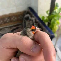 سهره داغسر سیاهسر