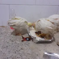 جوجه خروس