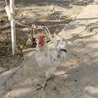 خروس گلین جوان|حیوانات مزرعه|مشهد, موسوی قوچانی|دیوار