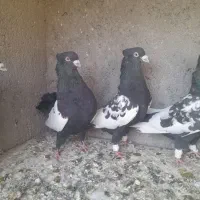سینه سیاه|پرنده|مشهد, منزل آباد|دیوار