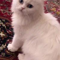 پرشین عروسکی