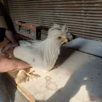 یک جفت مرغ وخروس سلطان|حیوانات مزرعه|تهران, شهرک صادقیه|دیوار