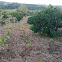 نهال پالم|گل و گیاه طبیعی|کوهیخیل, |دیوار