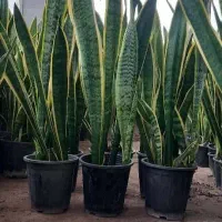 سانسوریا مستقیم از گلخانه قیمت عال ی پطوس گل|گل و گیاه طبیعی|آمل, |دیوار