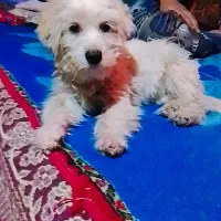 سگ پاکوتا