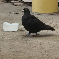 کفتر زاغ نر قلدر