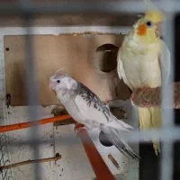جفت عروس هلندی مولد با جوجه