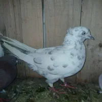 ضمانت کفتر پرشی|پرنده|قم, شهر قائم|دیوار