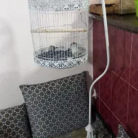 قفس اویز تمیز وسالم