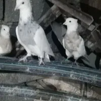 سلام‌فروش‌دو‌جفت‌طوقی