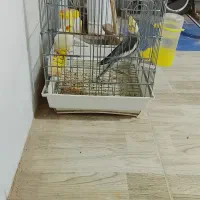 عروس هلندی|پرنده|میبد, |دیوار