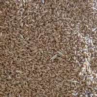 گندم سیروان